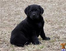 labrador retriever puppy posted by Lauren Goudie